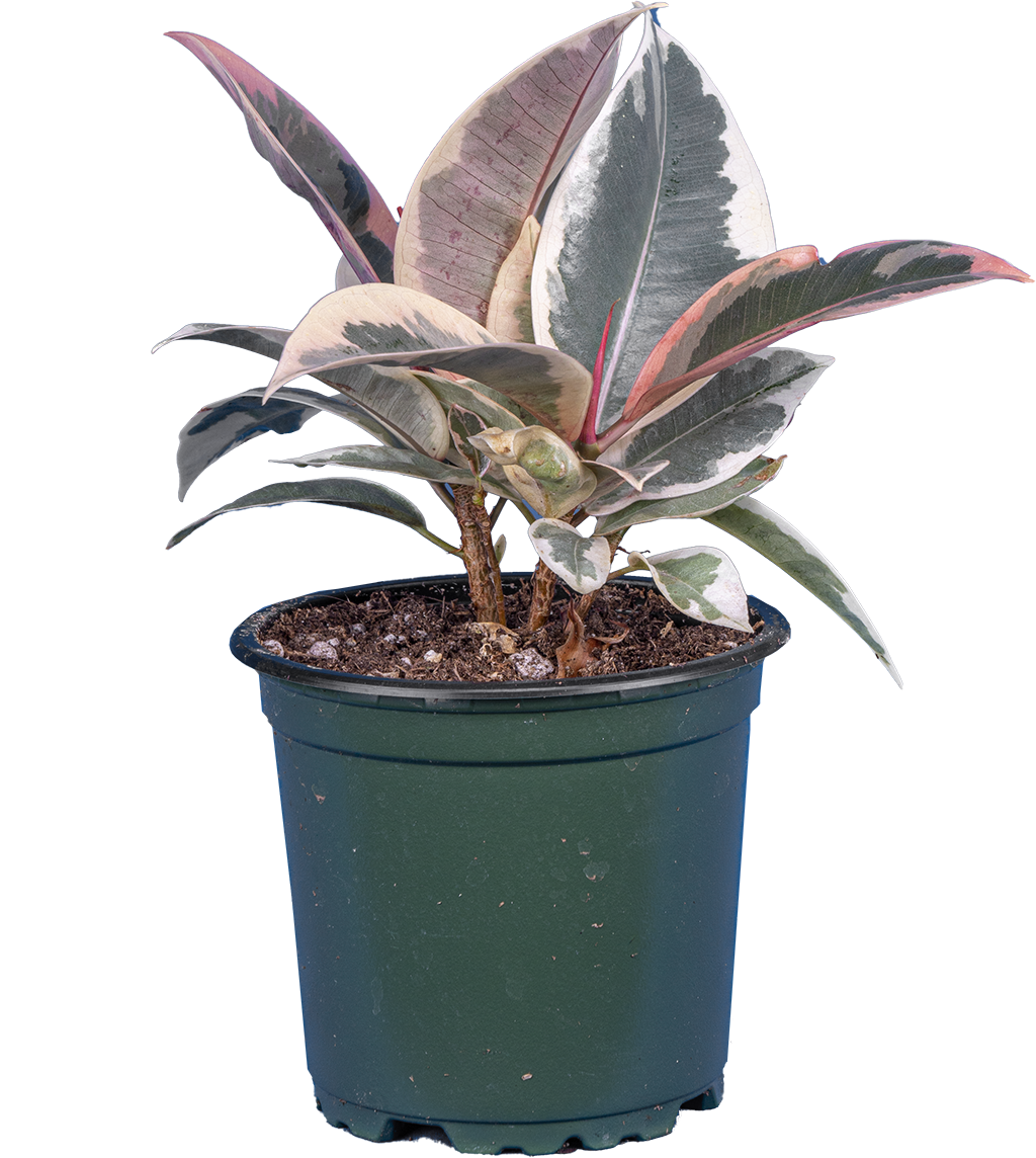 Ficus Tineke | Rubber Tree (S)