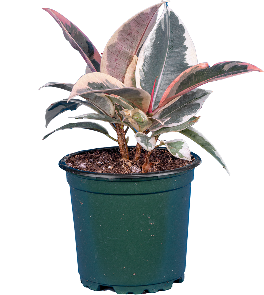 Ficus Tineke | Rubber Tree (S)