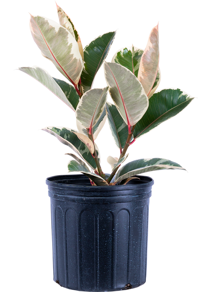 tineke rubber tree care Ficus Tineke | Rubber Tree | 10" Pot | Easy Care Houseplant