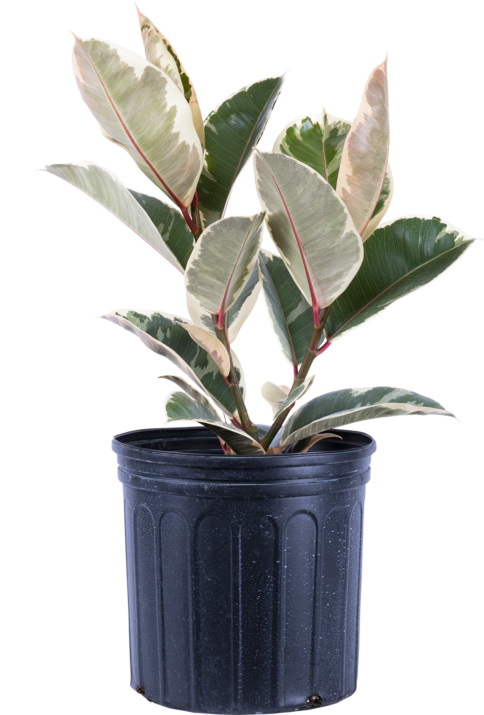 Ficus Tineke | Rubber Tree (XL)