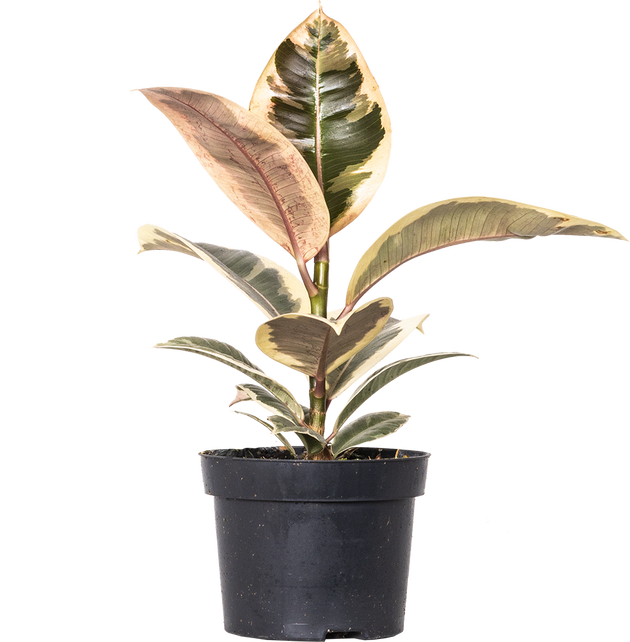 rubber tree tineke care Ficus Tineke | Rubber Tree | 13cm | Easy Care Houseplant