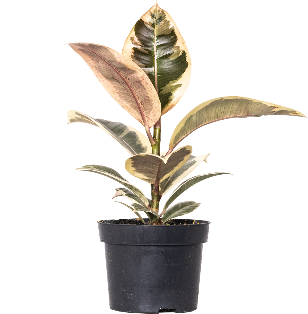 Ficus Tineke | Rubber Tree (M-5in)