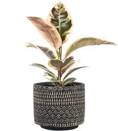 Ficus Tineke | Rubber Tree (M-5in)
