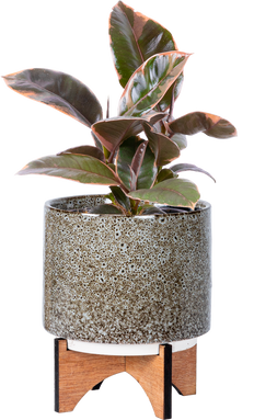 Ficus Ruby | Rubber Tree (S)