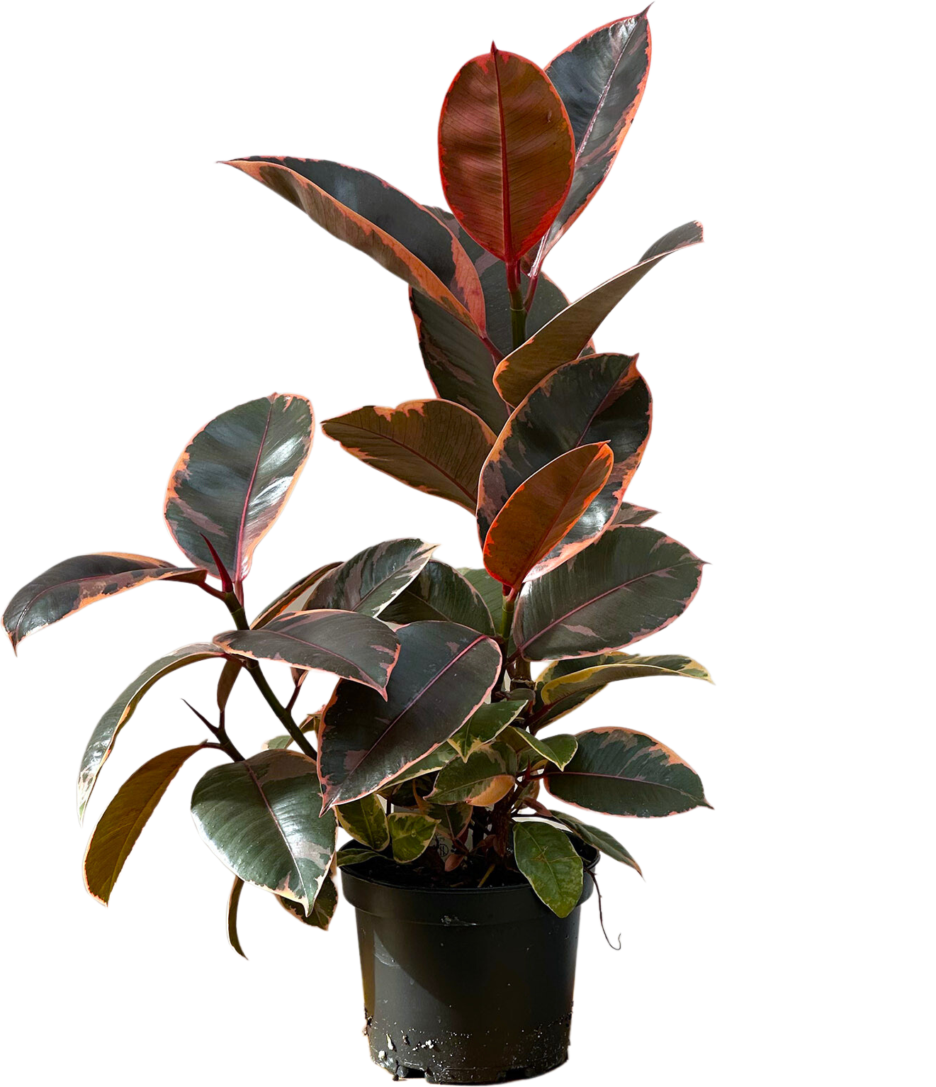 Ficus Elastica Ruby | Rubber Tree (M)