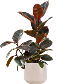 Ficus Elastica Ruby | Rubber Tree (M)