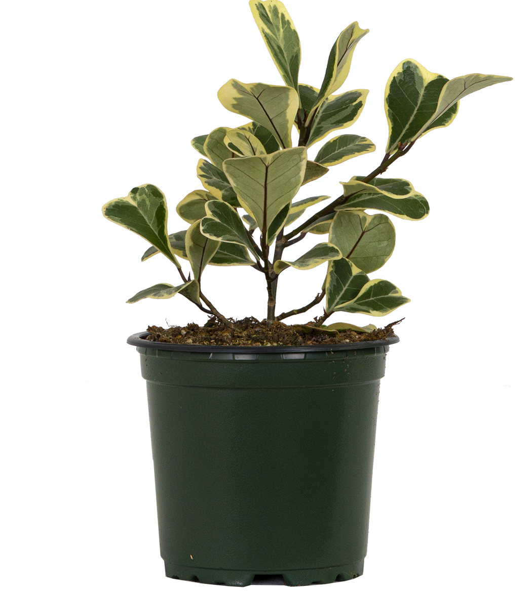 Ficus Triangularis Variegata | Triangle Ficus (S)