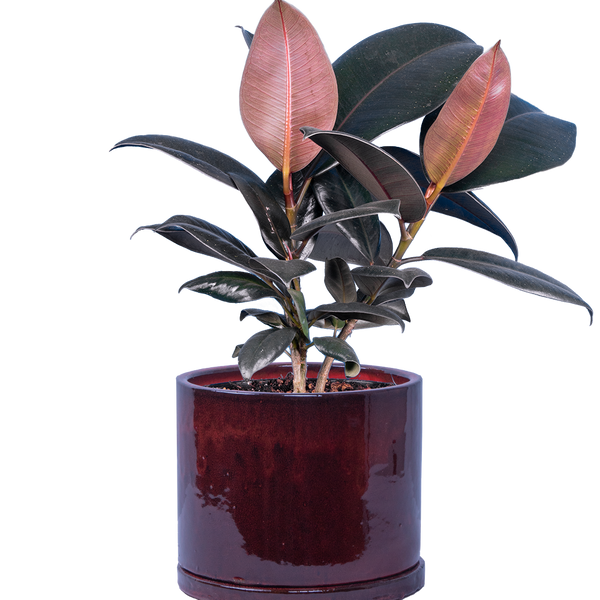 red thing in middle of rubber tree Ficus Elastica Burgundy | Rubber Tree | 6" Pot | Easy Care Houseplant