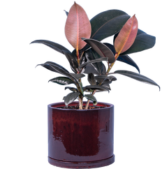 Ficus Elastica Burgundy | Rubber Tree (M-6in)