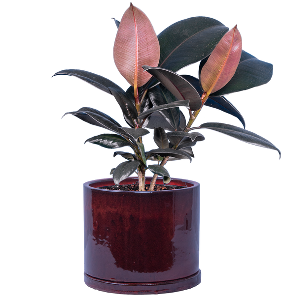 burgundy rubber tree vs black prince Ficus Elastica Burgundy | Rubber Tree | 6" Pot | Easy Care Houseplant