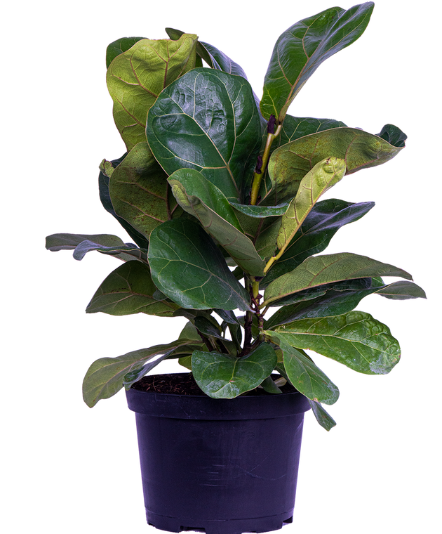 fiddle leaf fig tree vs bush Ficus Lyrata Bush | Fiddle Leaf Fig | 6" Pot | Houseplant