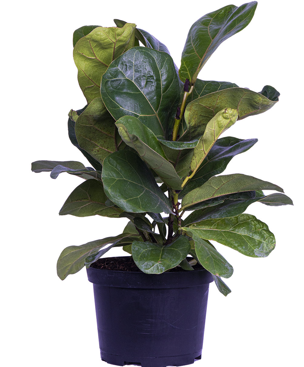 Ficus Lyrata Bush (M) | Fiddle Leaf Fig