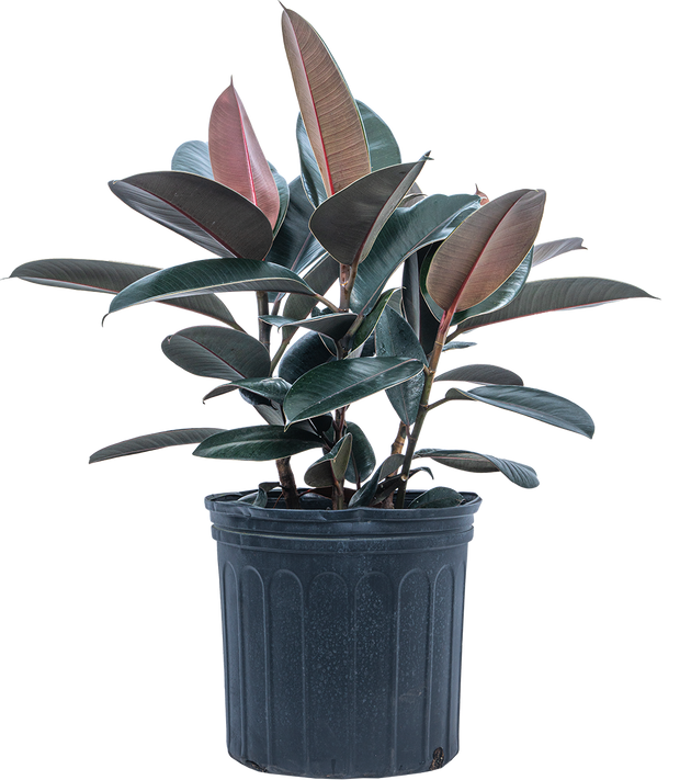 burgundy rubber tree care Ficus Robusta Burgundy | Rubber Tree | 10" Pot | Easy Care Houseplant