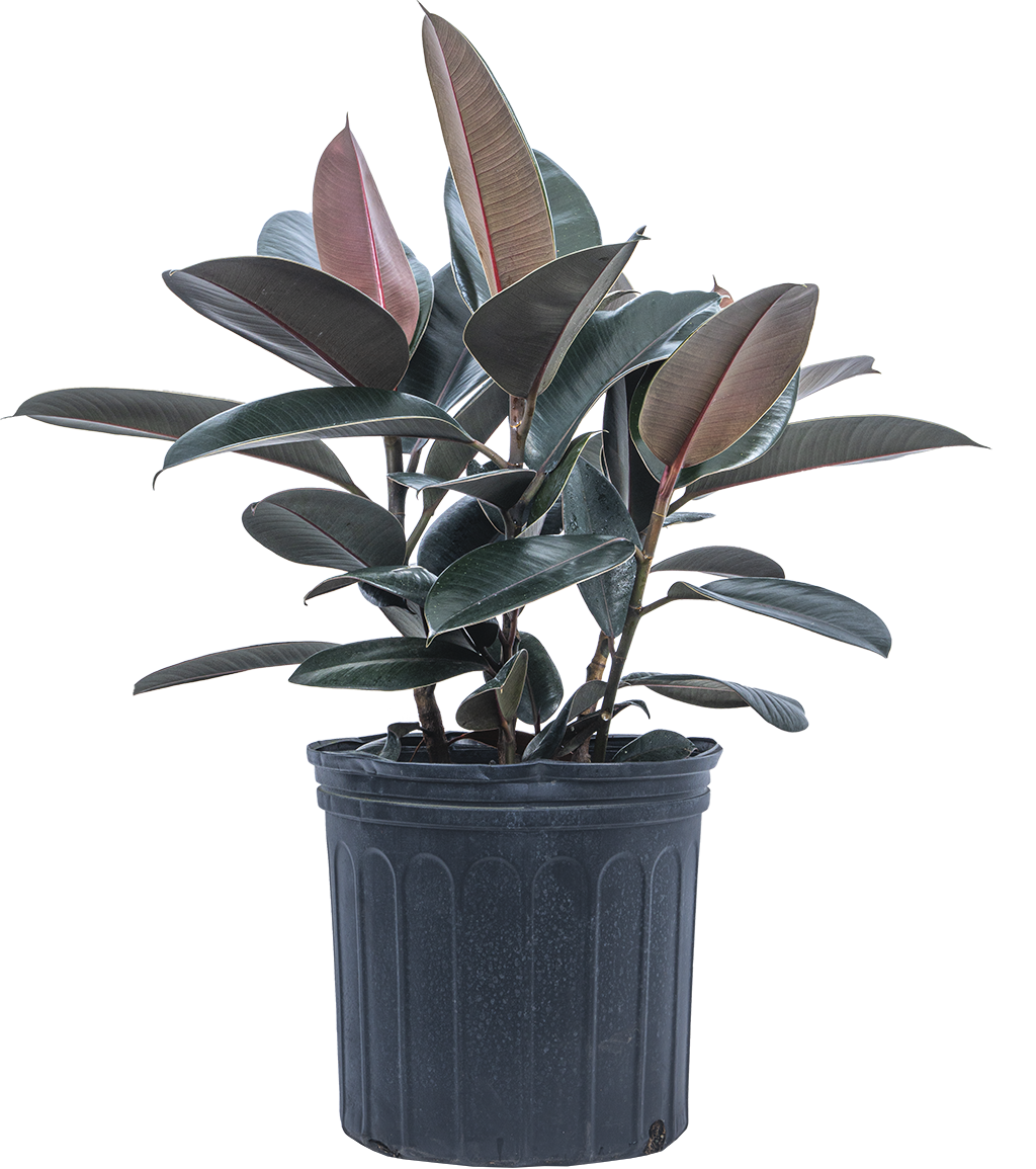 Ficus Robusta Burgundy | Rubber Tree (XL)
