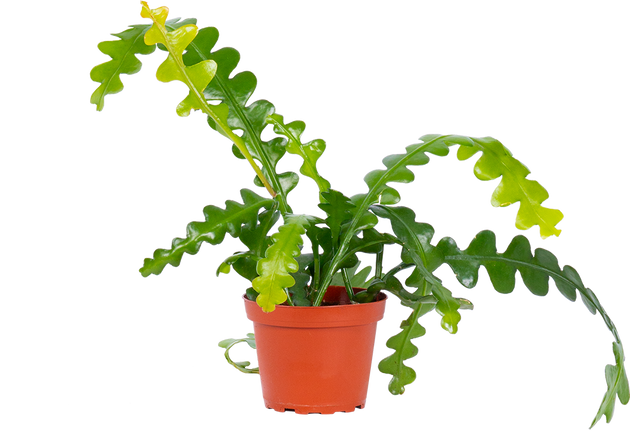 fishbone cactus care Selenicereus Anthonyanus | Ric Rac Fishbone Cactus | 4