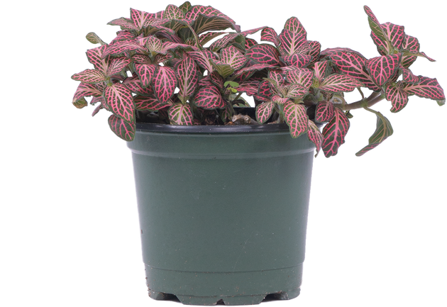 best pot for nerve plant Nerve Plant | Fittonia Albivenis | 4" Pot | Easy Care Houseplant