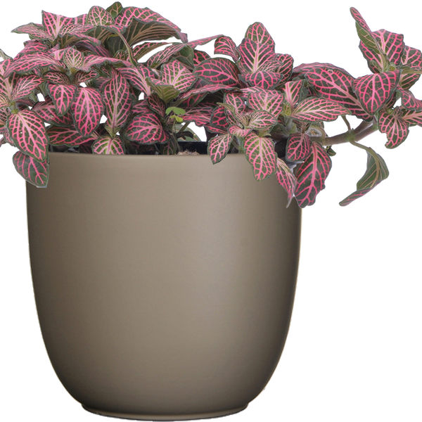 Nerve Plant | Fittonia Albivenis | 4