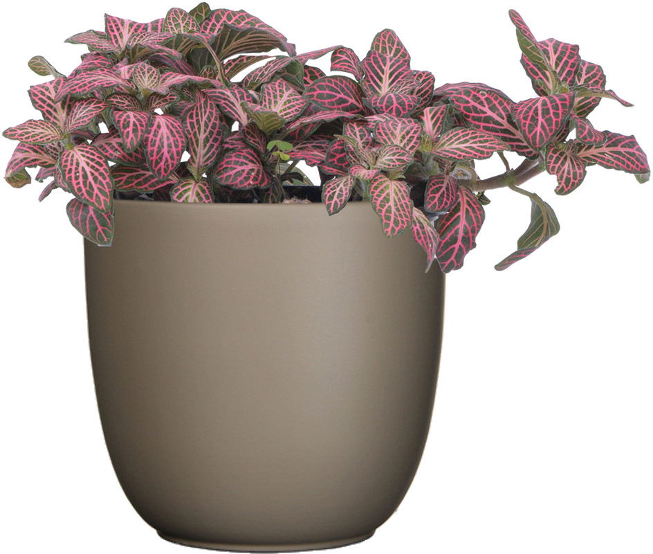 Nerve Plant | Fittonia Albivenis (S)