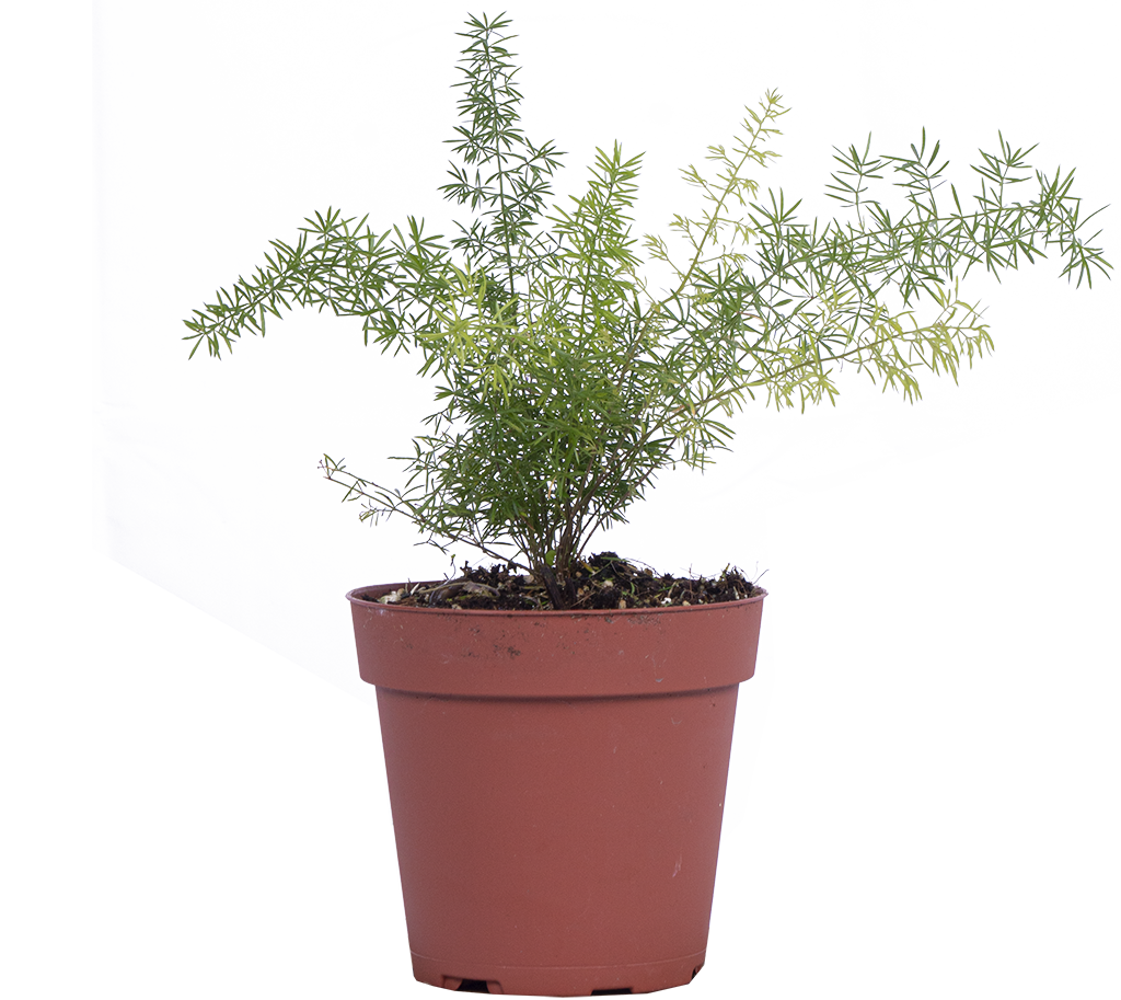 Asparagus Meyersii | Foxtail Fern (S)