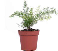 Asparagus Meyersii | Foxtail Fern (S)