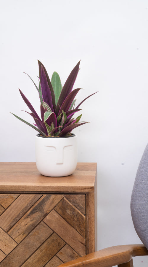 Tradescantia Spathacea | Moses in the Cradle - Thumbnail 2