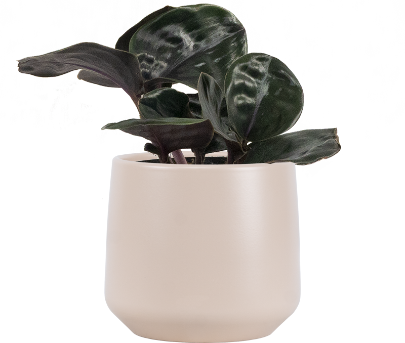 Geogenanthus Ciliatus Midnight Pearl | Geo Plant (S)
