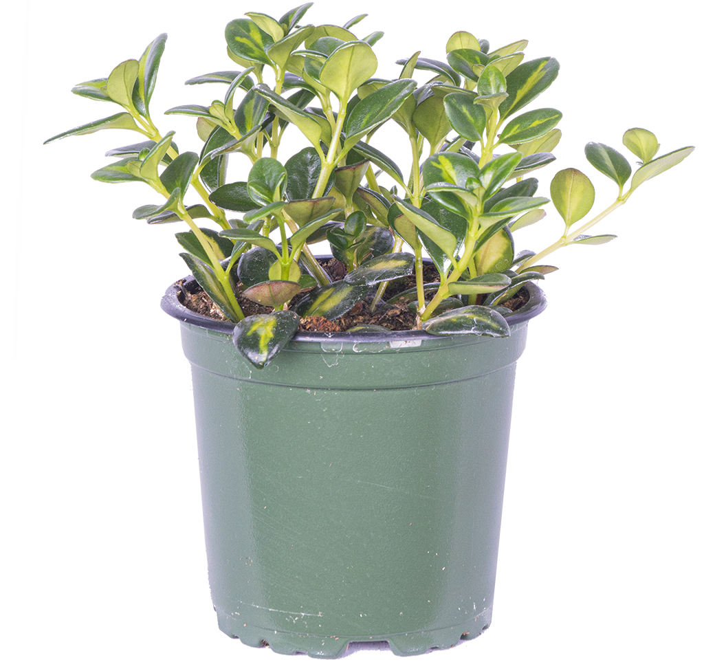 Nemanthus Hypocyrta Green | Goldfish Plant (S)