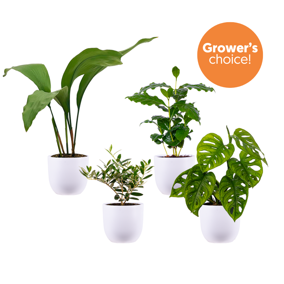 Greenhouse Gang (White Pots)