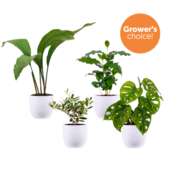 white plastic indoor plant pots Greenhouse Gang (White Pots) | Exclusive Bundle