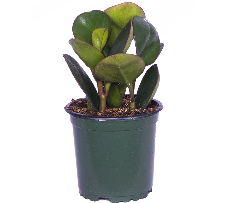 Peperomia Obtusifolia | Green (S)