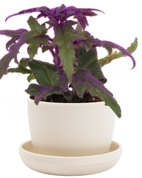 Purple Passion Plant | Gynura aurantica (S) inspiratie 1