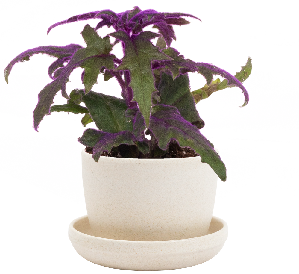 Purple Passion Plant | Gynura aurantica (S) inspiratie 1