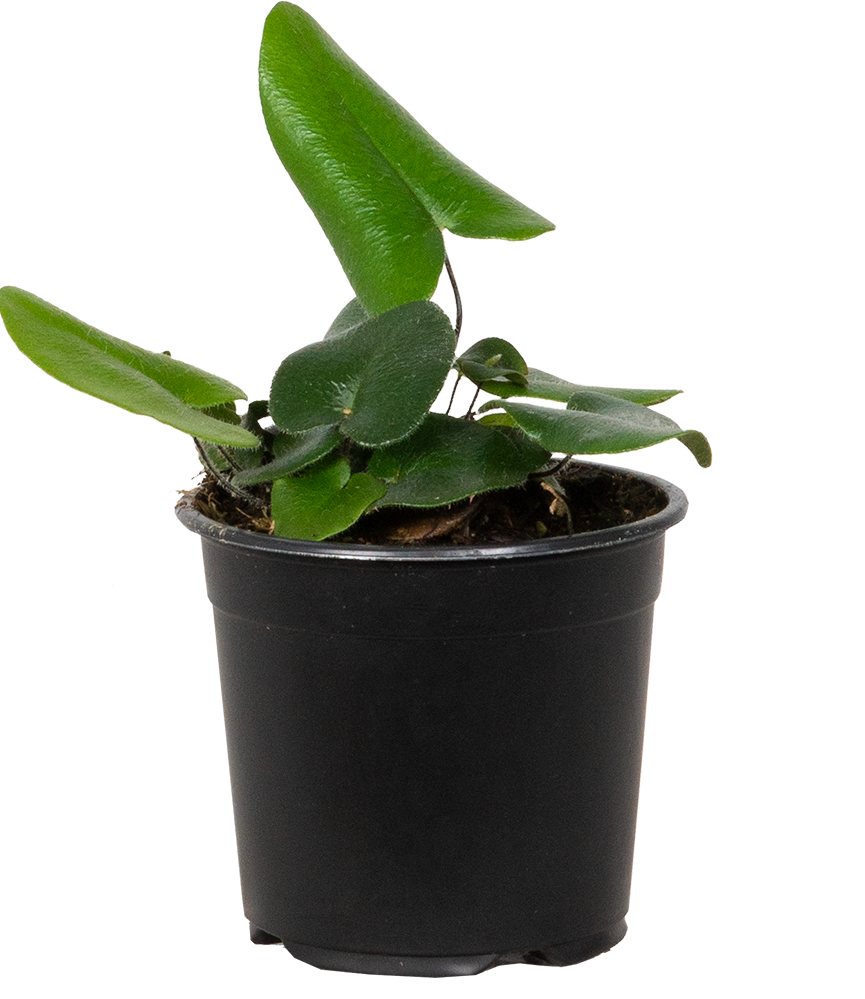 Plantsome Hemionitis Arifolia Heart Fern