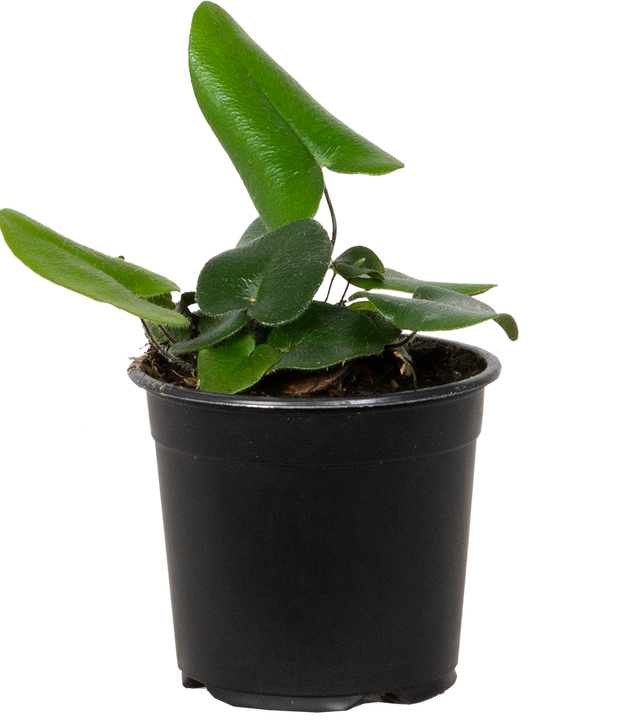 Hemionitis Arifolia