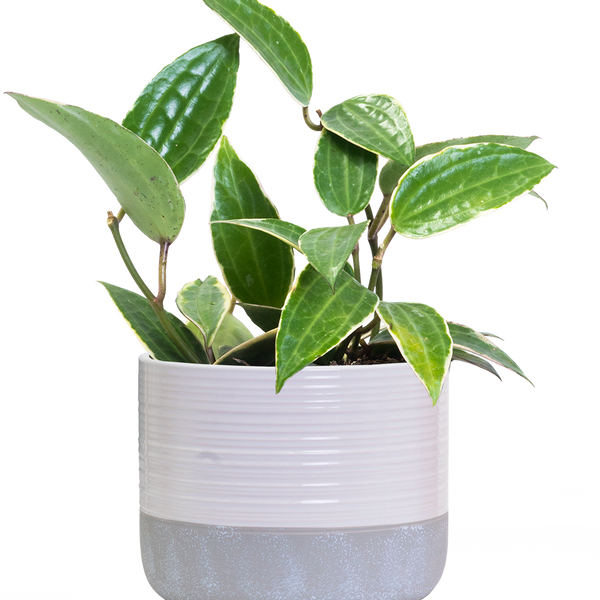 Hoya Latifolia Variegata | Wax Plant | 6