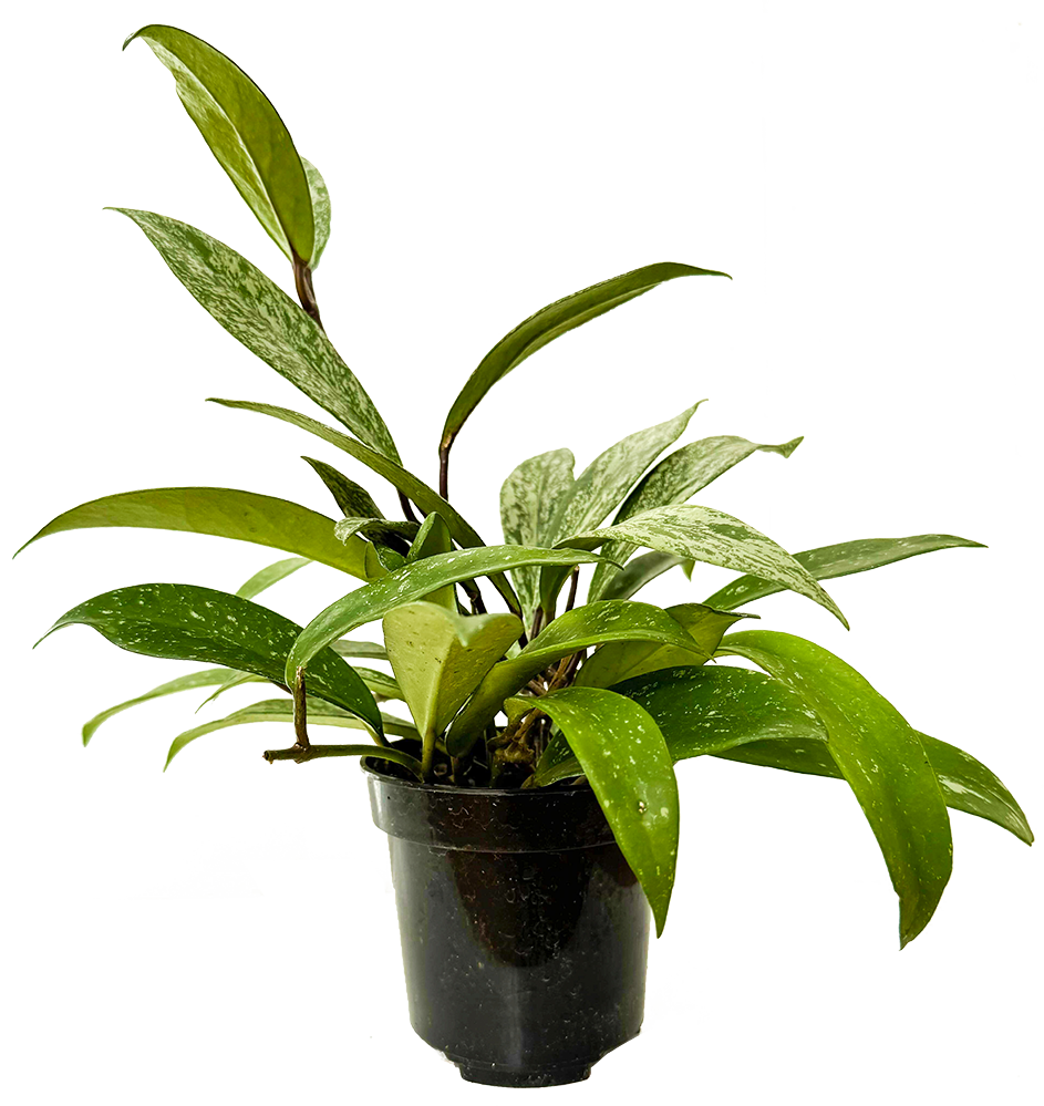 Hoya Pubicalyx Splash | Wax Plant (S)