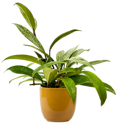 Hoya Pubicalyx Splash | Wax Plant (S)