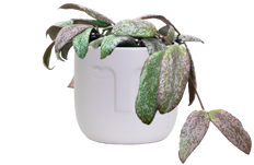 Hoya Sigillatis | Wax Plant (S)