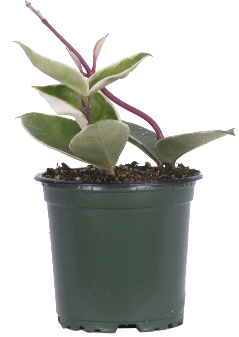 Hoya Carnosa Krimson Queen/Princess | Wax Plant (S)