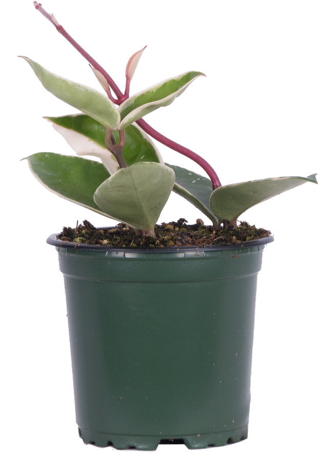 Hoya Carnosa Krimson Queen | Wax Plant | 4