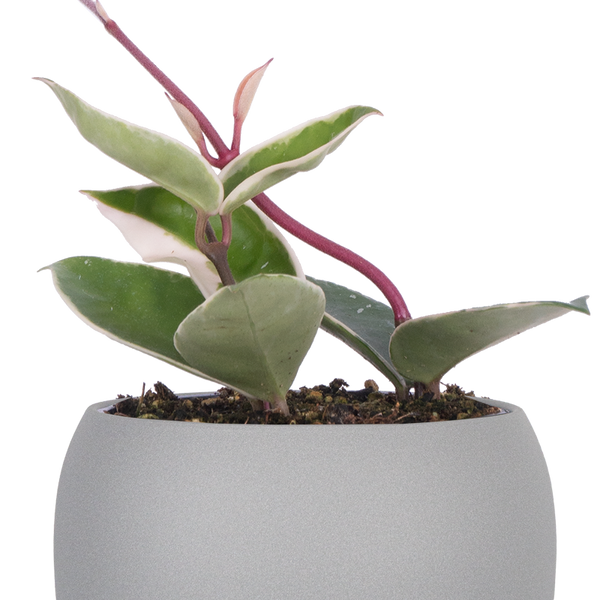 Hoya Carnosa Krimson Queen | Wax Plant | 4