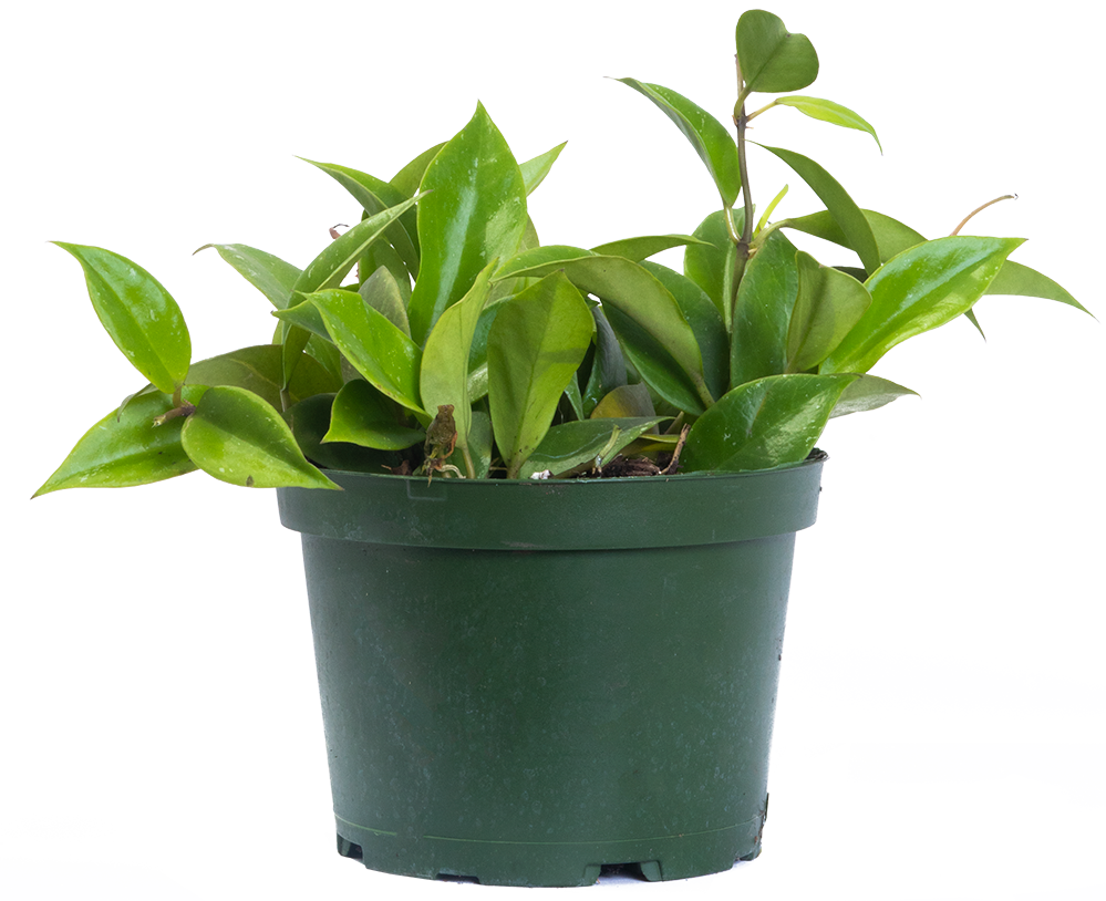 Hoya Lacunosa Obscura | Sunrise Wax Plant (M)