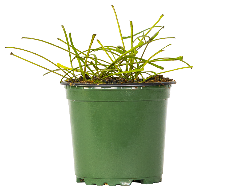 Hoya Retusa | Grass Leafed Hoya (S)