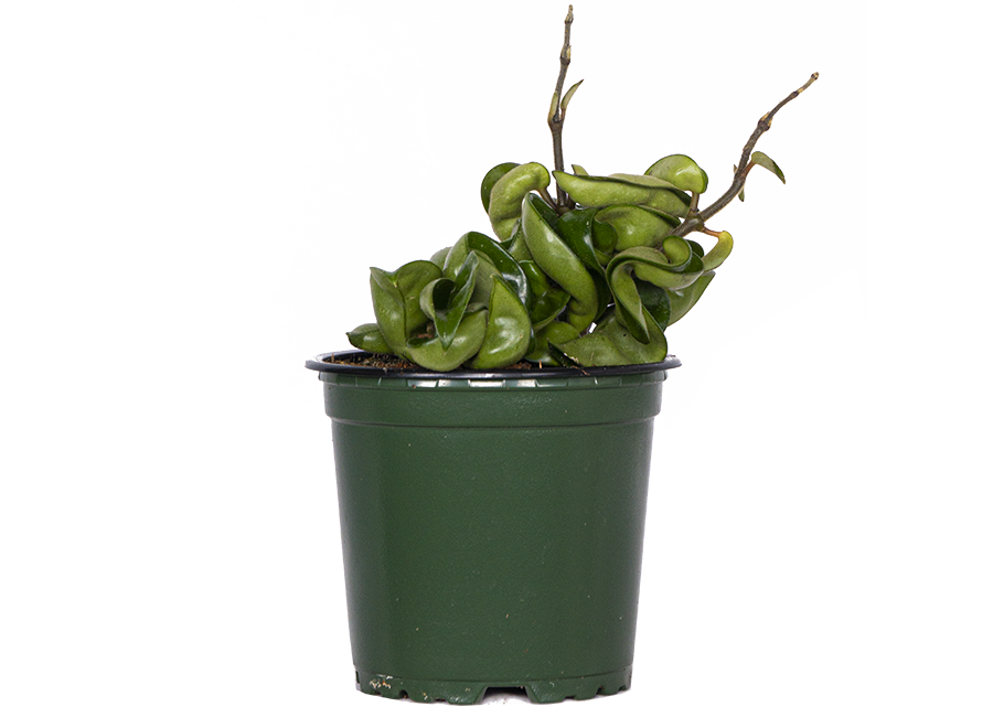 Plantsome Hoya Carnosa Crinkle Curl