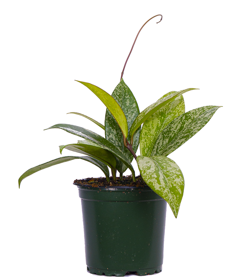 Hoya Pubicalyx | Porcelain Flower (S)