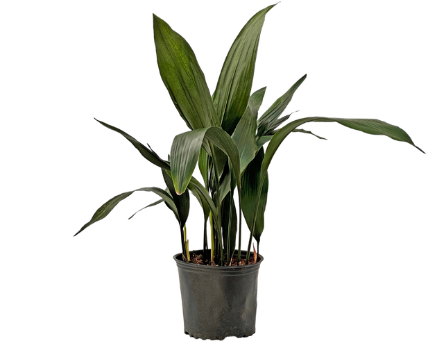 Aspidistra | Cast Iron Plant | 8