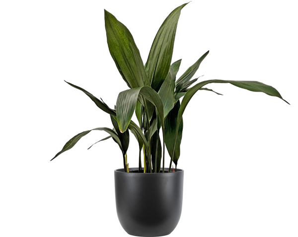 Aspidistra | Cast Iron Plant | 8