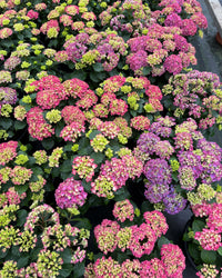 inspiratie-2
