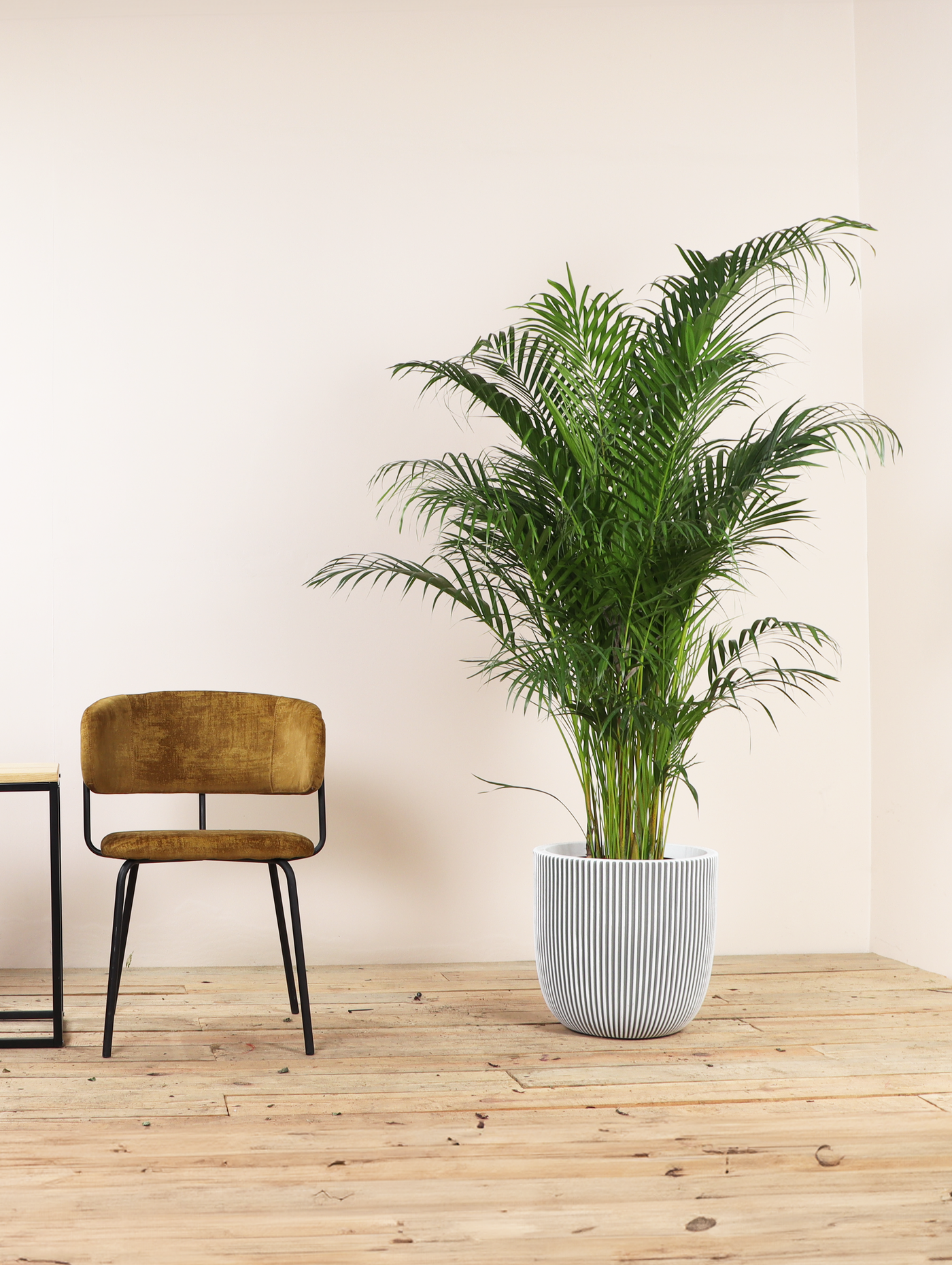 areca palm and pets Areca Palm | 10" Pot | Pet Friendly Houseplant