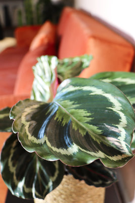Plantsome Calathea Medallion - Thumbnail 5